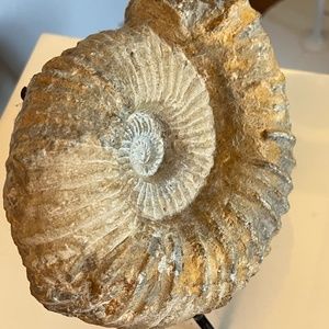Large Ammonite Fossil From Morocco 7.5 X6.5,9 Pounds